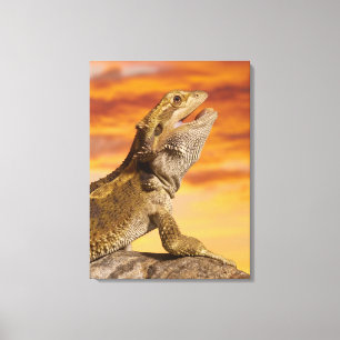 Gedekte draak (Pogona Vitticeps) op de steen Canvas Afdruk