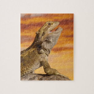 Gedekte draak (Pogona Vitticeps) op de steen Legpuzzel
