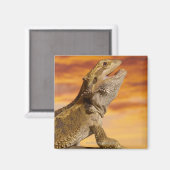 Gedekte draak (Pogona Vitticeps) op de steen Magneet (Voorkant / Achterkant)