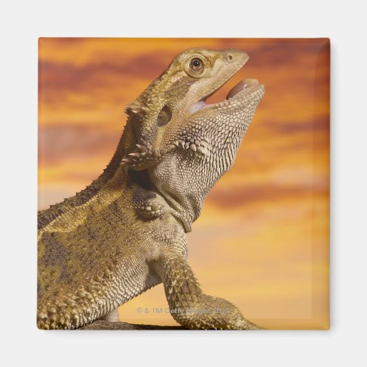 Gedekte draak (Pogona Vitticeps) op de steen Magneet (Voorkant)