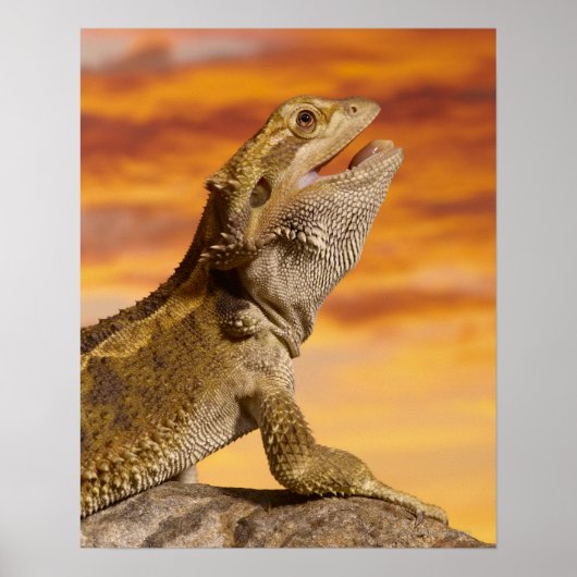 Gedekte draak (Pogona Vitticeps) op de steen Poster (Voorkant)