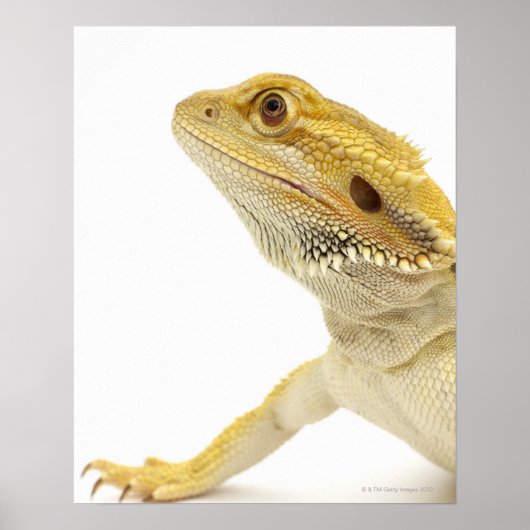 Gedekte draak (Pogona Vitticeps) Poster (Voorkant)