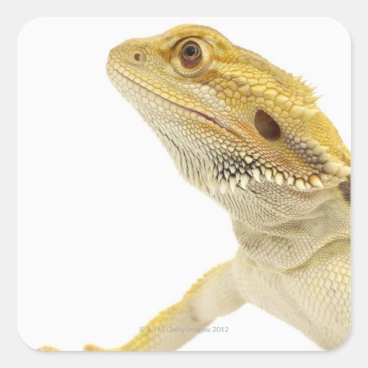 Gedekte draak (Pogona Vitticeps) Vierkante Sticker (Voorkant)