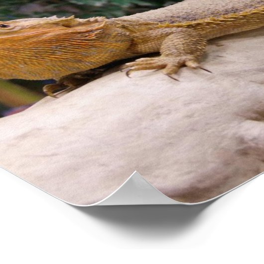 Gedekte draak poster (Hoek)