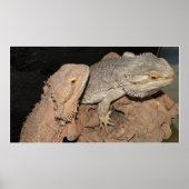 Gedekte Dragons Poster (Voorkant)