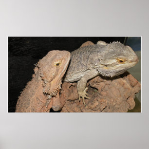 Gedekte Dragons Poster