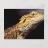 Gedekte drakenkop 2 briefkaart (Voorkant)