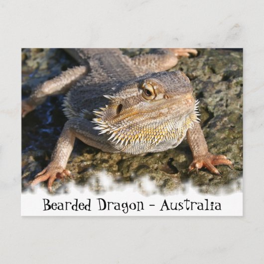 Gedekte Drakenreeks Briefkaart (Voorkant)