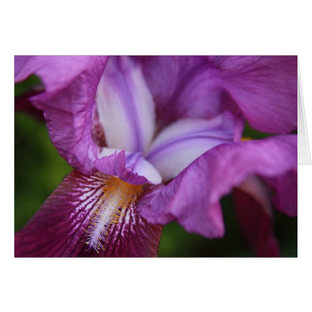 Gedekte Iris (Voorkant Horizontaal)