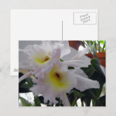 Gedekte Iris Briefkaart (Voorkant / Achterkant)