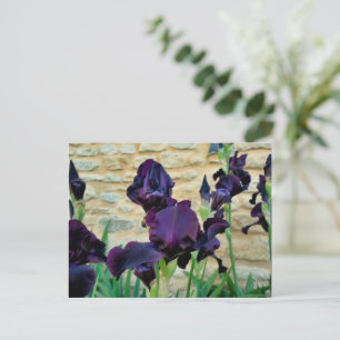 Gedekte Iris Briefkaart