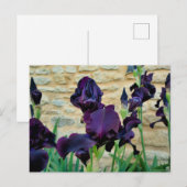 Gedekte Iris Briefkaart (Voorkant / Achterkant)