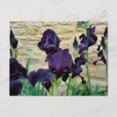 Gedekte Iris Briefkaart (Voorkant)