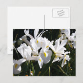 Gedekte Iris Briefkaart (Voorkant / Achterkant)