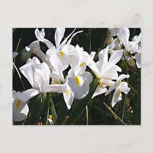 Gedekte Iris Briefkaart (Voorkant)