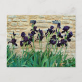 Gedekte Iris Briefkaart (Voorkant)