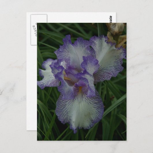 Gedekte Iris Briefkaart (Voorkant / Achterkant)