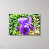 Gedekte Iris Canvas Afdruk (Voorkant)