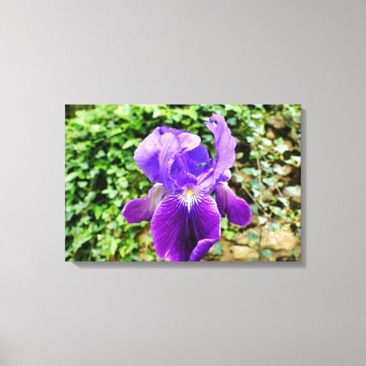 Gedekte Iris Canvas Afdruk (Voorkant)
