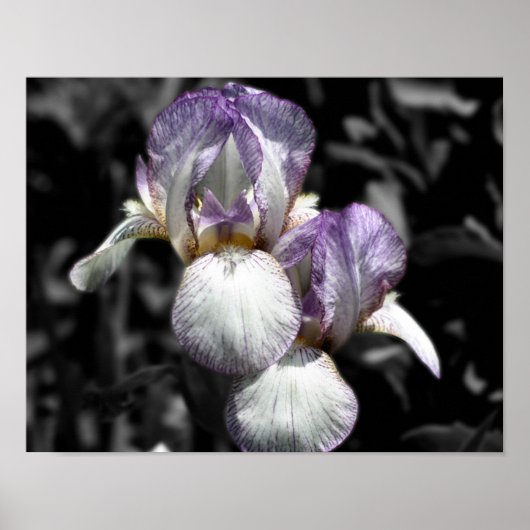 Gedekte Iris Flower Pair Partiële kleur Poster (Voorkant)
