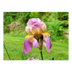 Gedekte Iris Foto Afdruk
