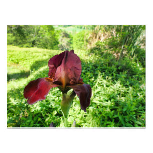 Gedekte Iris Foto Afdruk