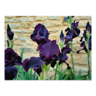 Gedekte Iris Foto Afdruk