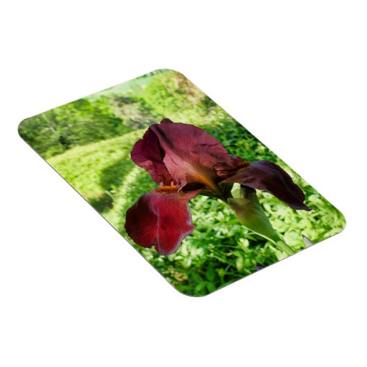 Gedekte Iris Magneet (Rechterzijde)