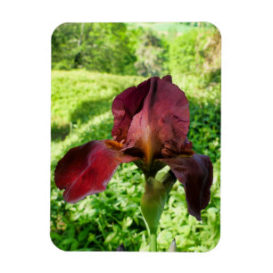 Gedekte Iris Magneet