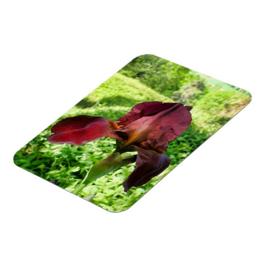 Gedekte Iris Magneet (Linkerzijde)