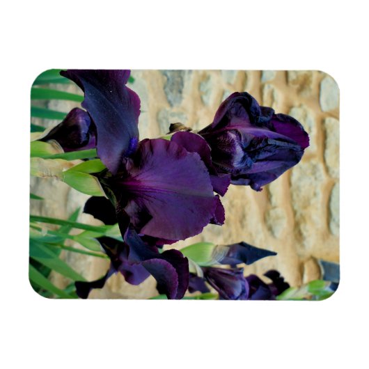 Gedekte Iris Magneet (Horizontaal)