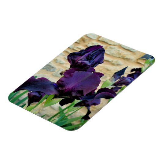 Gedekte Iris Magneet (Linkerzijde)