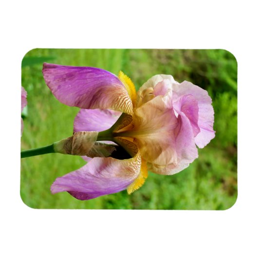 Gedekte Iris Magneet (Horizontaal)