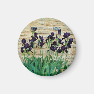 Gedekte Iris Magneet