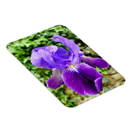 Gedekte Iris Magneet (Rechterzijde)