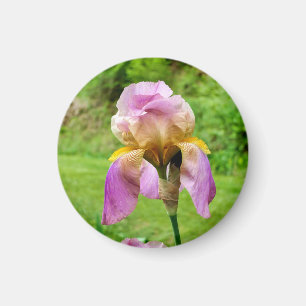 Gedekte Iris Magneet