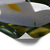 Gedekte Iris Poster (Hoek)