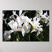 Gedekte Iris Poster (Voorkant)