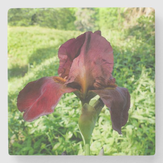 Gedekte Iris Stenen Onderzetter (Voorkant)