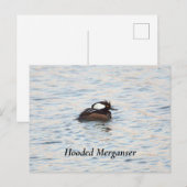 Gedekte Merganser Briefkaart (Voorkant / Achterkant)