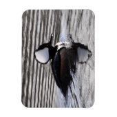 Gedekte Merganser Drake Magneet (Verticaal)