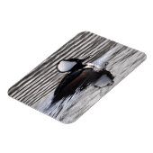 Gedekte Merganser Drake Magneet (Linkerzijde)