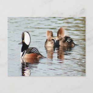 Gedekte Merganser Ducks Foto Briefkaart