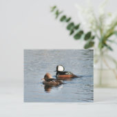 Gedekte Merganser Ducks Foto Briefkaart (Staand voorkant)