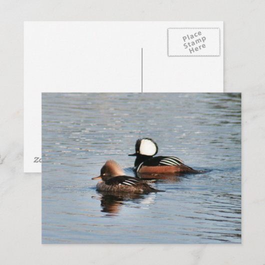 Gedekte Merganser Ducks Foto Briefkaart (Voorkant / Achterkant)