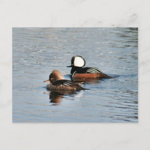 Gedekte Merganser Ducks Foto Briefkaart