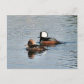 Gedekte Merganser Ducks Foto Briefkaart (Voorkant)