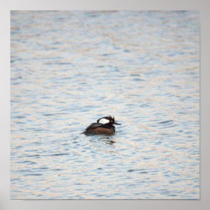 Gedekte Merganser Poster