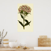 Gedekte roze of zoet William Poster (Keuken)