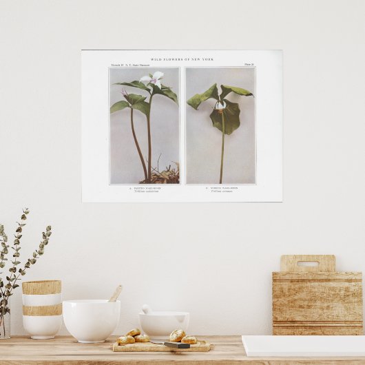 Gedekte Wake-Robin - Trillium undulatum Poster (Keuken)